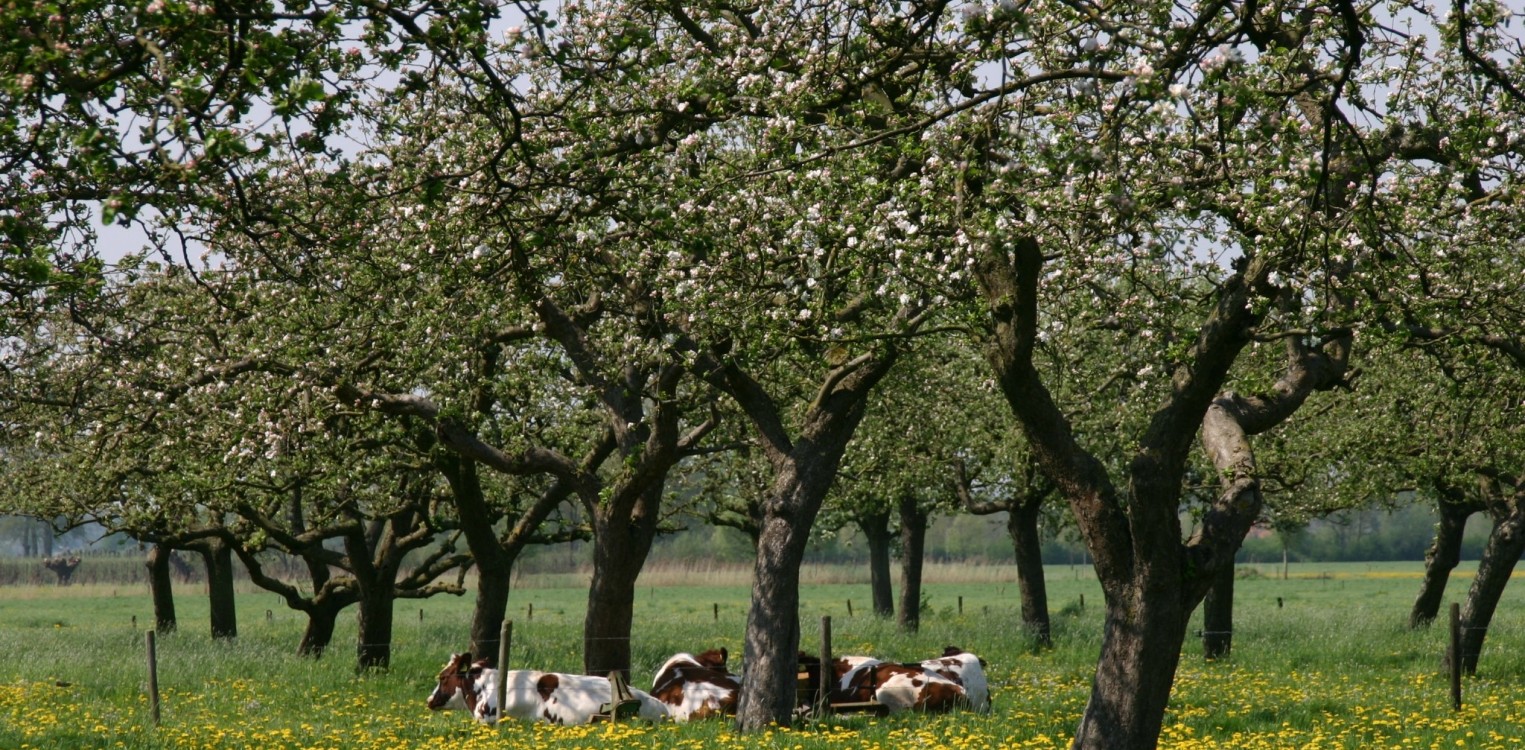 Infoavond over fruitboomgaarden in Gorssel