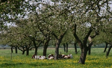Infoavond over fruitboomgaarden in Gorssel