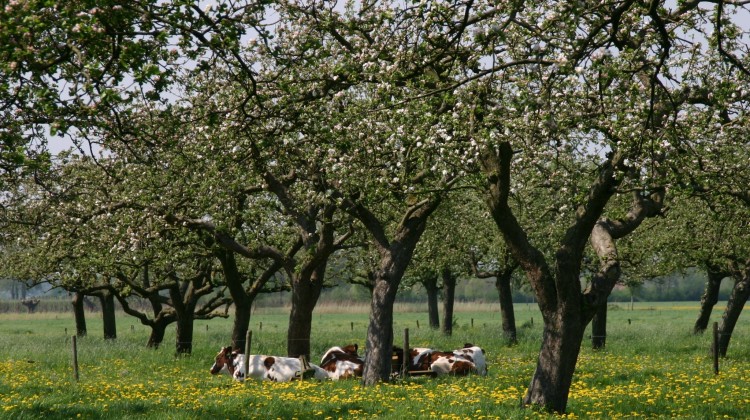 Infoavond over fruitboomgaarden in Gorssel