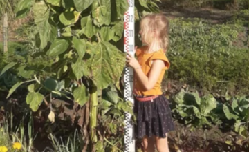 Uitslag zonnebloemwedstrijd Eefde bekend; bloemen van ruim drie meter