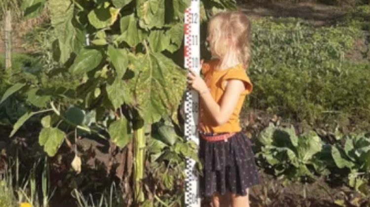 Uitslag zonnebloemwedstrijd Eefde bekend; bloemen van ruim drie meter