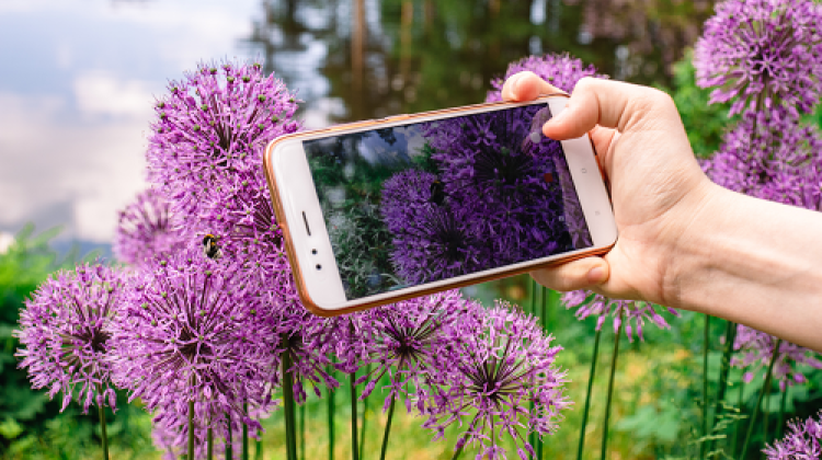 Workshop: Planten en Dieren herkennen met AI in Almen