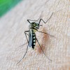 De onzichtbare bescherming voor jouw huis en tuin