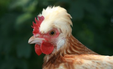 Kippen ook weer welkom bij kleindierenfestijn in Laren