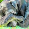 Geen slapende dieren wakker maken, maak er een foto van