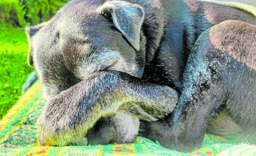 Geen slapende dieren wakker maken, maak er een foto van