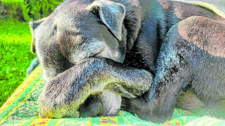 Geen slapende dieren wakker maken, maak er een foto van