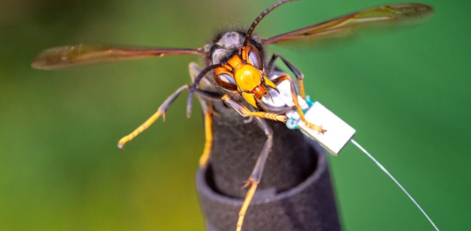 Nieuwe stichting bundelt krachten tegen opmars Aziatische hoornaar in Lochem en Berkelland