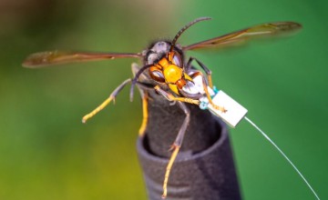 Nieuwe stichting bundelt krachten tegen opmars Aziatische hoornaar in Lochem en Berkelland