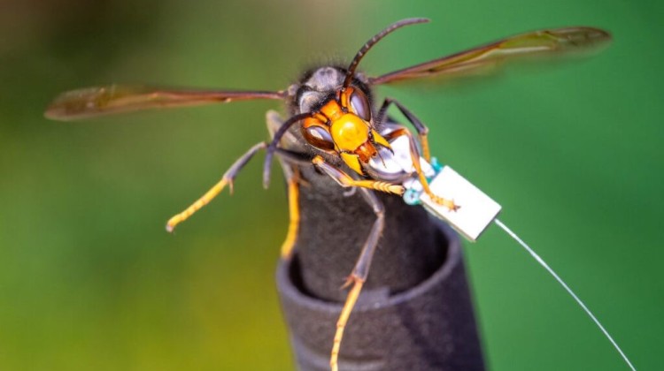Nieuwe stichting bundelt krachten tegen opmars Aziatische hoornaar in Lochem en Berkelland