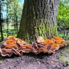 Wat je wil weten over paddenstoelen