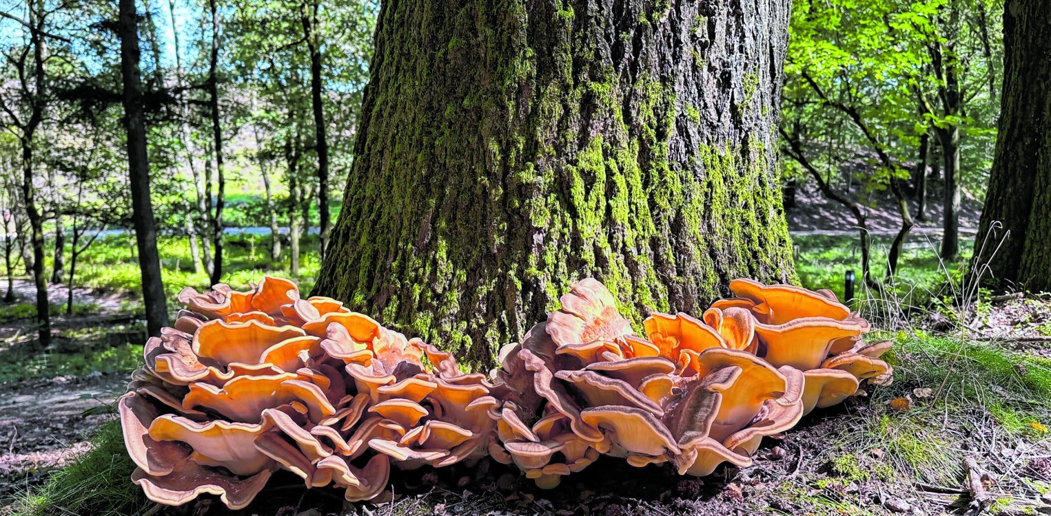 Wat je wil weten over paddenstoelen