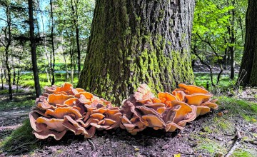 Wat je wil weten over paddenstoelen