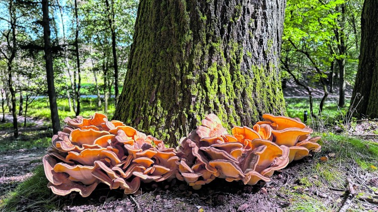 Wat je wil weten over paddenstoelen