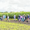Aardappels rapen bij  Boerderijwinkel Woestenenk