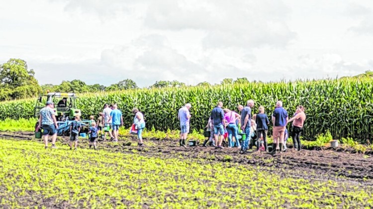 Aardappels rapen bij  Boerderijwinkel Woestenenk