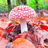 Paddenstoelen zoeken op  natuurbegraafplaats Schapenmeer