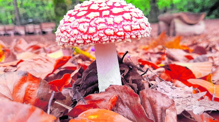 Paddenstoelen zoeken op  natuurbegraafplaats Schapenmeer
