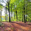 Wandelen door de mooie omgeving van Almen