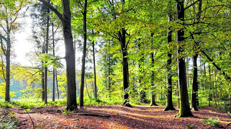 Wandelen door de mooie omgeving van Almen