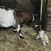 Jonge geit geboren in dierenweide Joppeschool