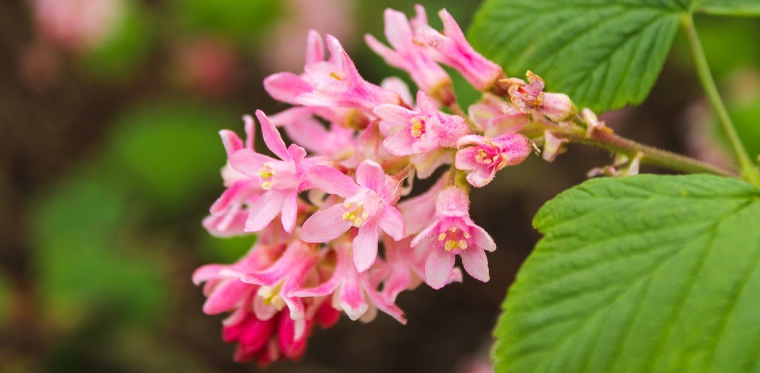 Geef je tuin in Gelderland een nieuwe look met deze tips