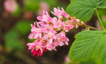 Geef je tuin in Gelderland een nieuwe look met deze tips