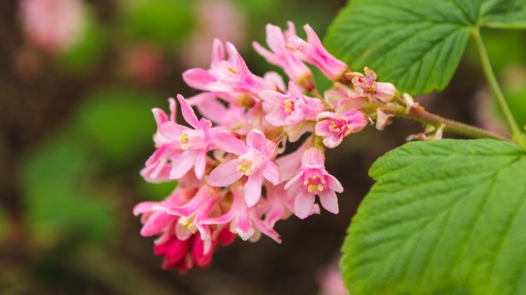 Geef je tuin in Gelderland een nieuwe look met deze tips