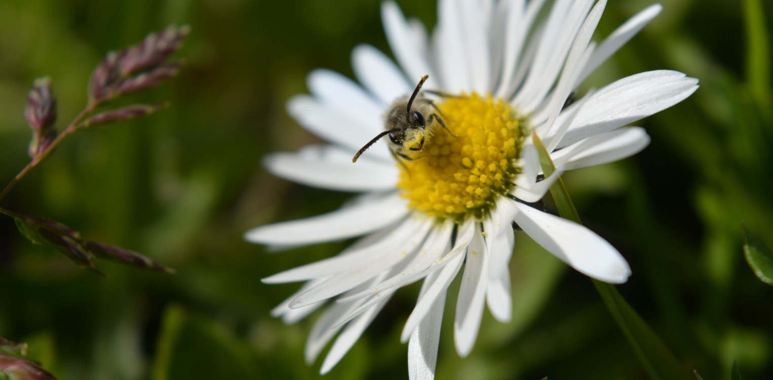 Wat je wil weten over wilde bijen