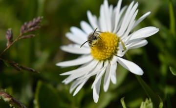 Wat je wil weten over wilde bijen