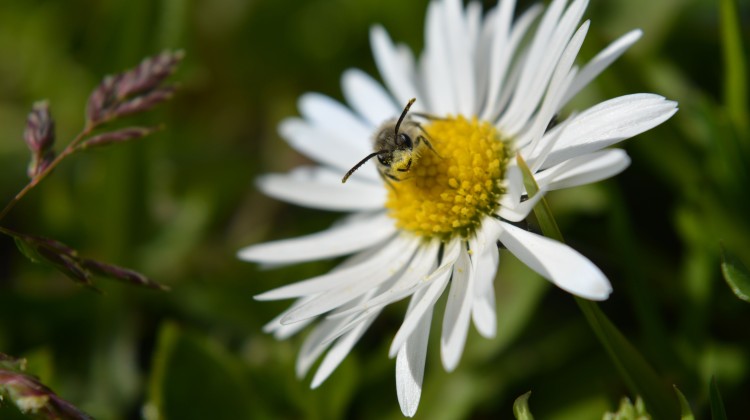 Wat je wil weten over wilde bijen