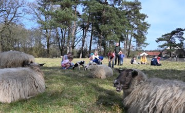Lammetjesdag bij De Belhamel trekt veel bekijks