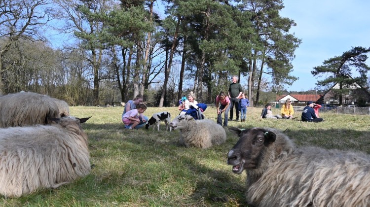 Lammetjesdag bij De Belhamel trekt veel bekijks