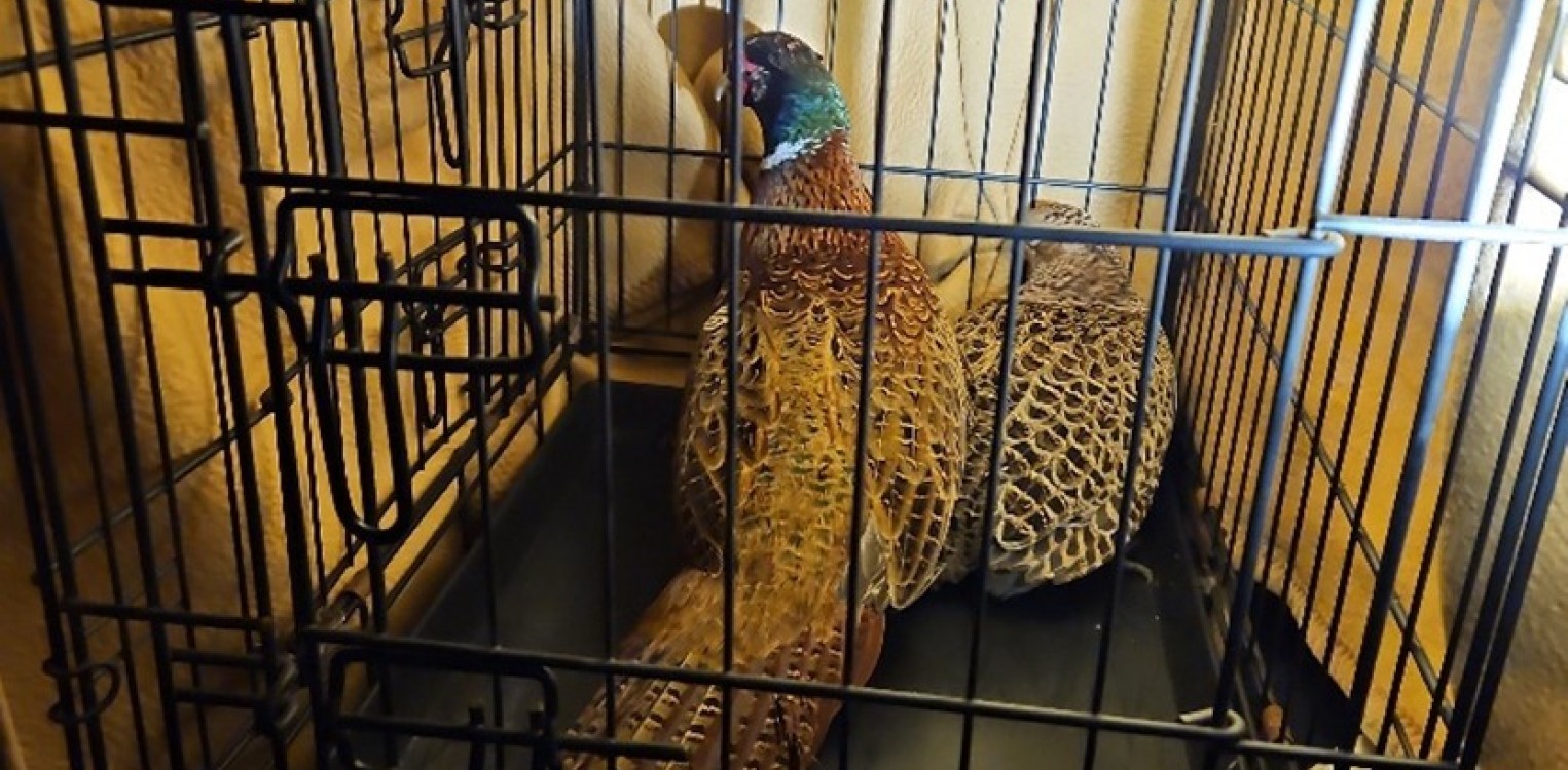 Boete en inbeslagname bij handhavingsactie in de Achterhoek