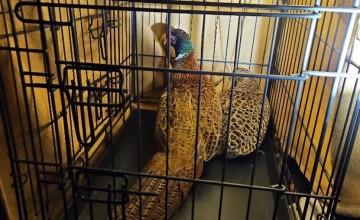 Boete en inbeslagname bij handhavingsactie in de Achterhoek