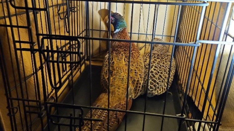 Boete en inbeslagname bij handhavingsactie in de Achterhoek