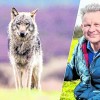 Mens en wolf: naast of tegenover elkaar?