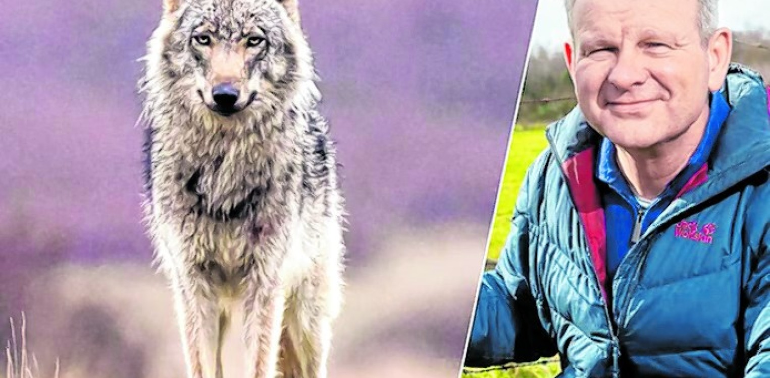 Mens en wolf: naast of tegenover elkaar?
