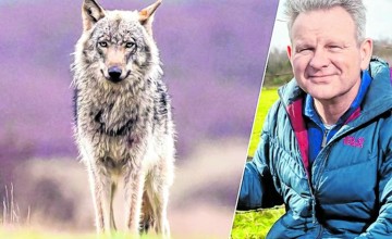Mens en wolf: naast of tegenover elkaar?