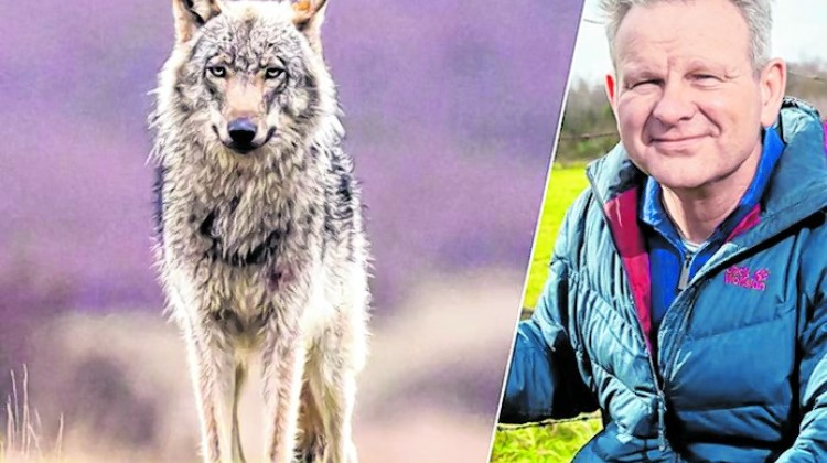 Mens en wolf: naast of tegenover elkaar?
