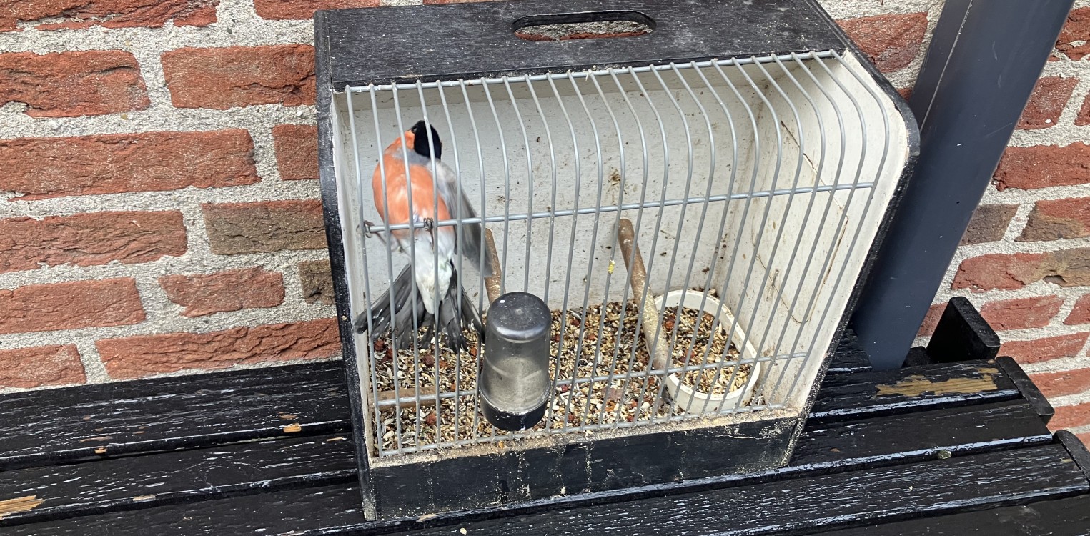 Zorgvuldige actie door Natuurmonumenten en politie leidt tot arrestatie vogelstroper