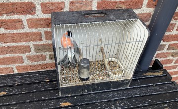 Zorgvuldige actie door Natuurmonumenten en politie leidt tot arrestatie vogelstroper