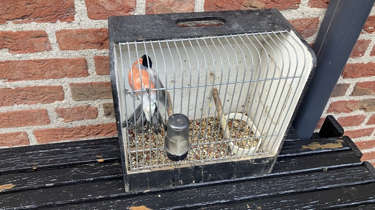 Zorgvuldige actie door Natuurmonumenten en politie leidt tot arrestatie vogelstroper