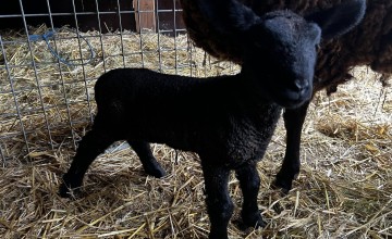 Drie lammetjes geboren bij zorginitiatief Reubezorg