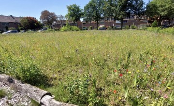 Buurtbewoners creëren bloemenzee in Lochem
