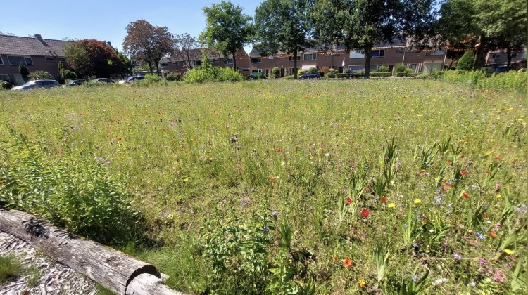 Buurtbewoners creëren bloemenzee in Lochem