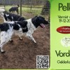 Hond Pelle vermist in Vorden