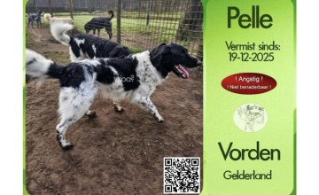 Hond Pelle vermist in Vorden