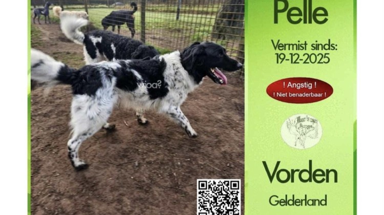 Hond Pelle vermist in Vorden