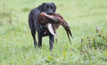 Twee Almense retrievers in de race voor Champions Trophy